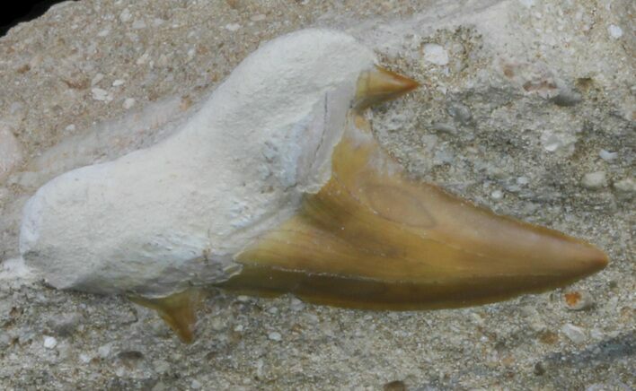 Otodus Shark Tooth Fossil In Rock - Eocene #60197
